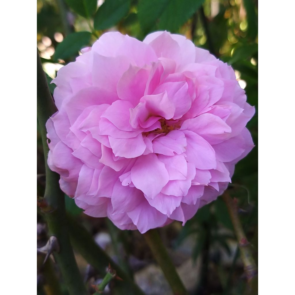 Rosa The Mayflower