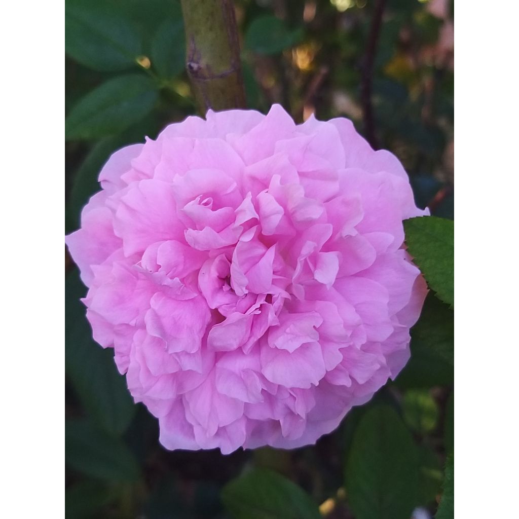 Rosa The Mayflower