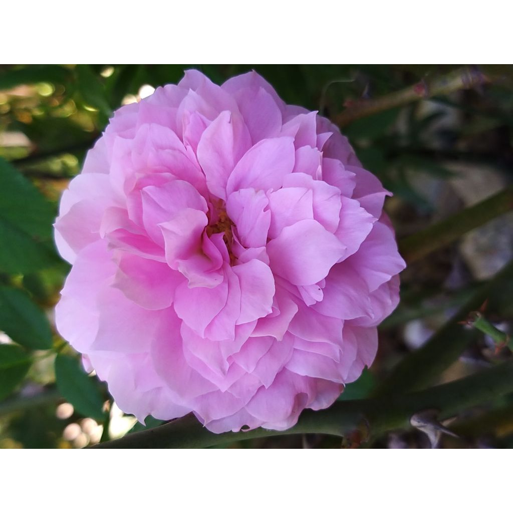 Rosa The Mayflower