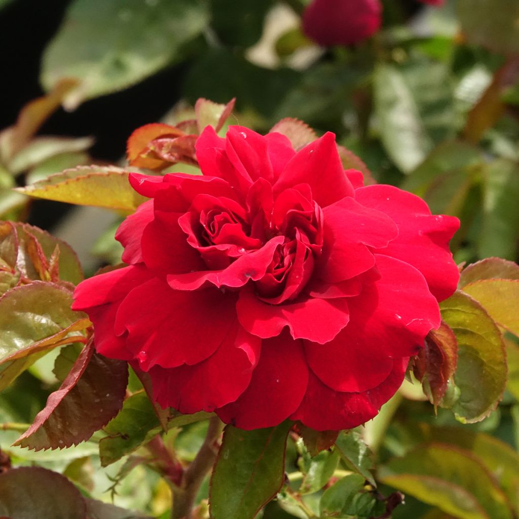 Rosa x floribunda Hamlet