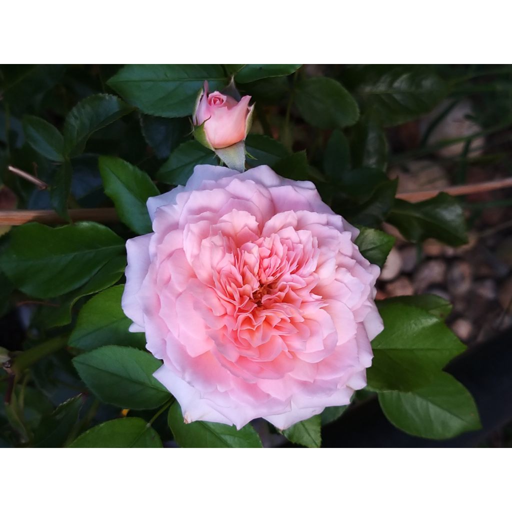 Rosa Rose de Cornouaille 