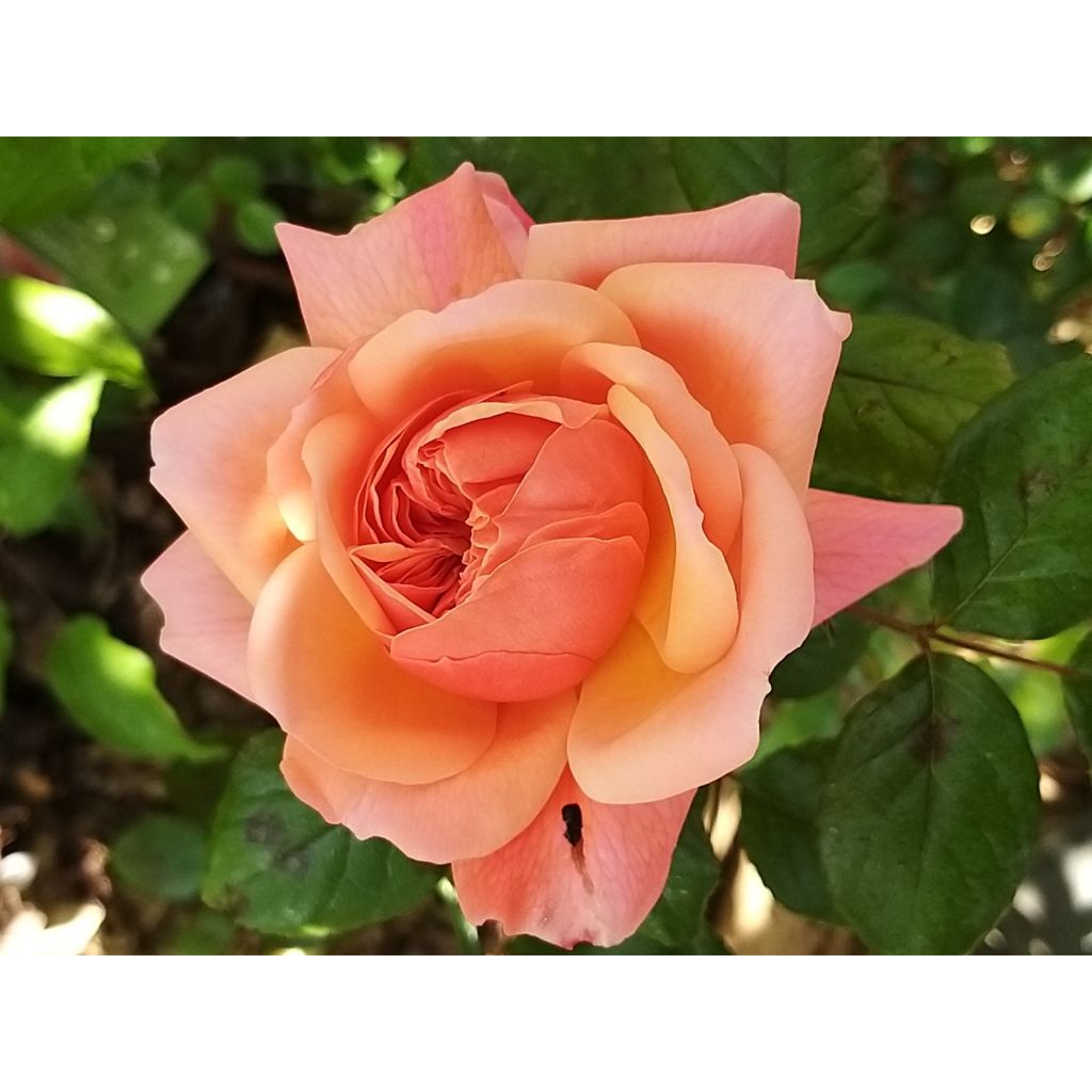 Rosa Rose de Cornouaille 