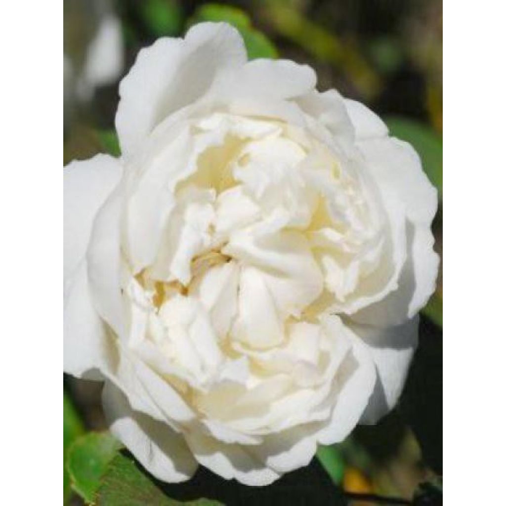 Rosa 'Winchester Cathedral' - English Rose 