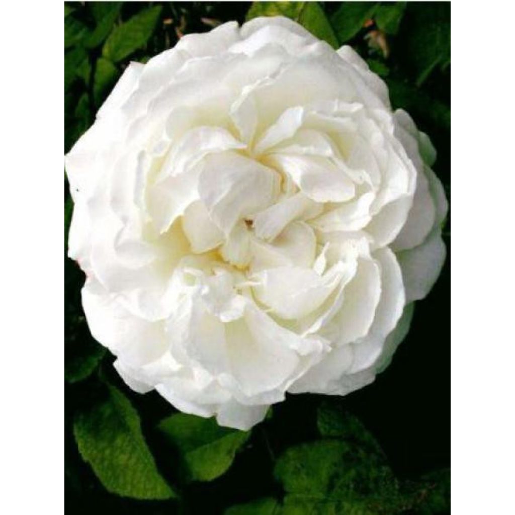 Rosa 'Winchester Cathedral' - English Rose 