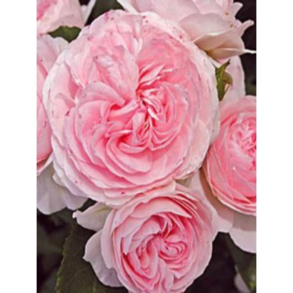 Rosa Urban Streetlight Larissa - groundcover rose
