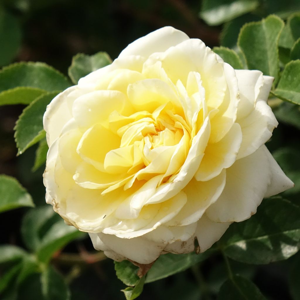 Rosa Nadia Meillandecor - Groundcover Rose