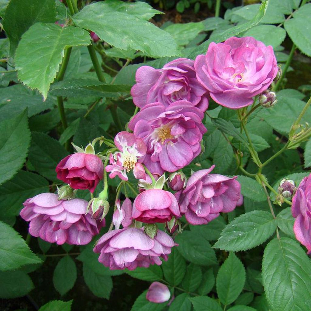 Rosa Sibelius - Hybrid Musk Rose