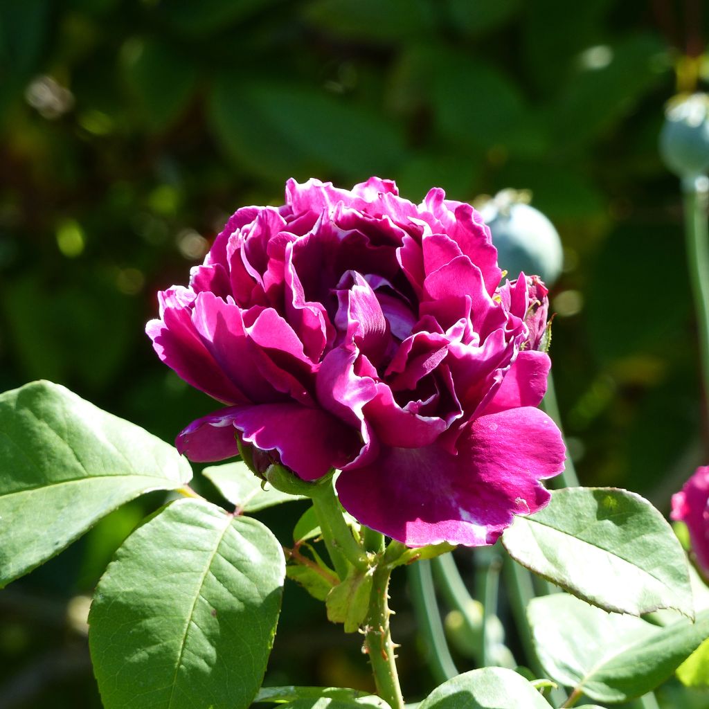 Rosa Baron Girod de l'Ain