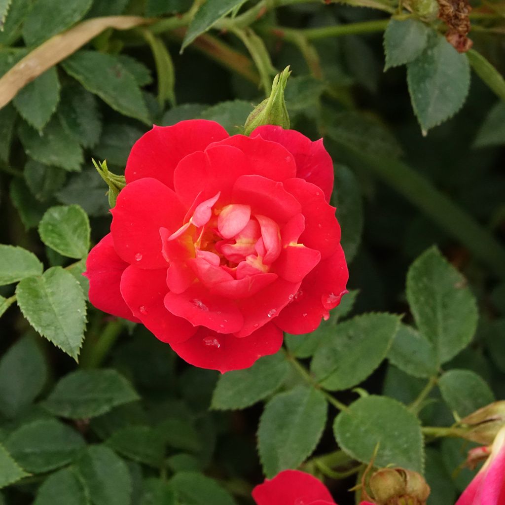 Rosa Bees Paradise Light Red - patio rose