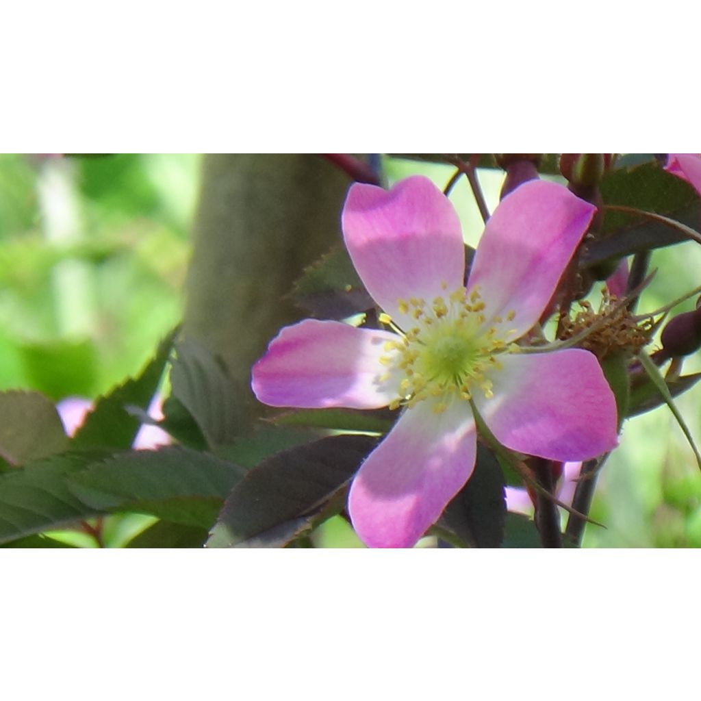Rosa glauca Rubrifolia - Gallic Rose
