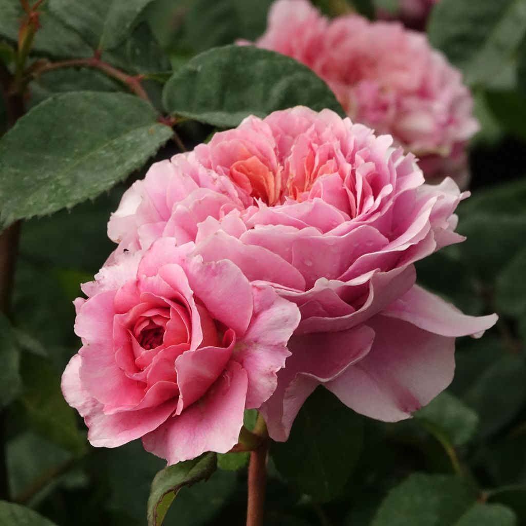 Rosa Nostalgic Rose - Eisvogel - Shrub Rose