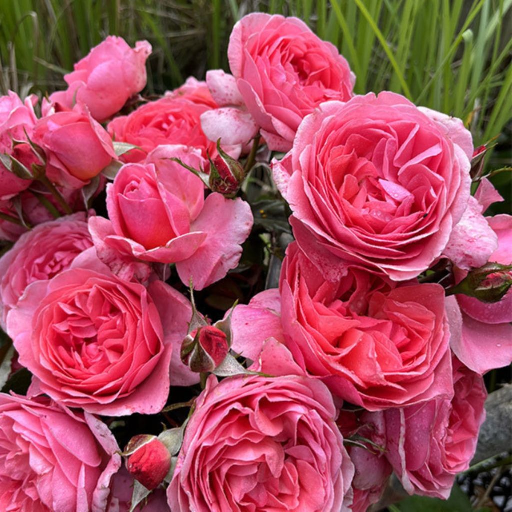 Rosa floribunda Comtesse Liger-Belair® - Floribunda rose