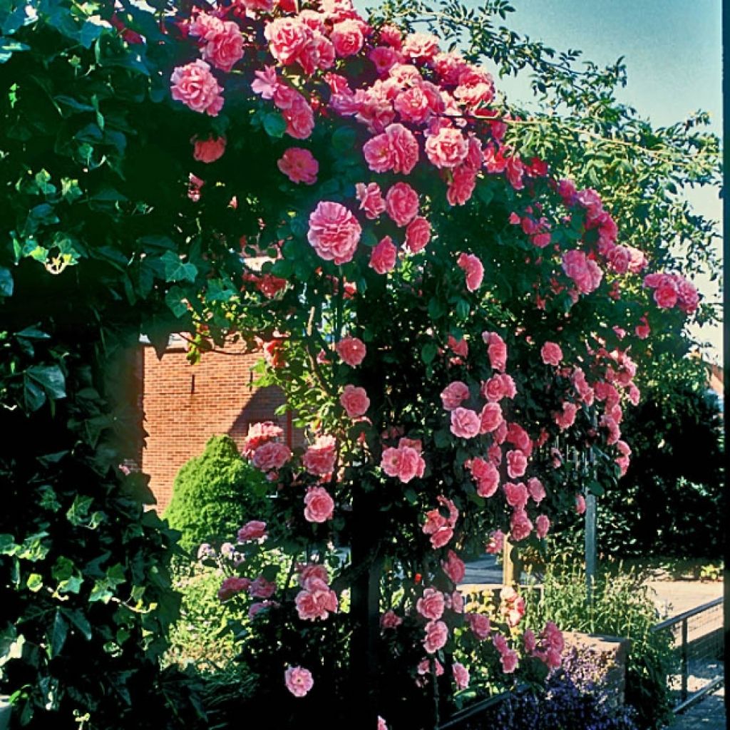 Rosa Coral Dawn