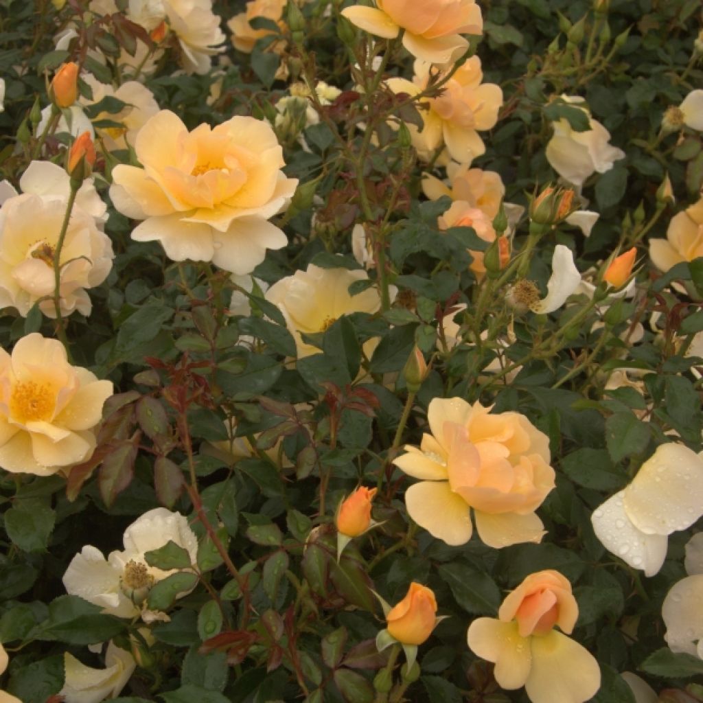 Rosa Amber Sun