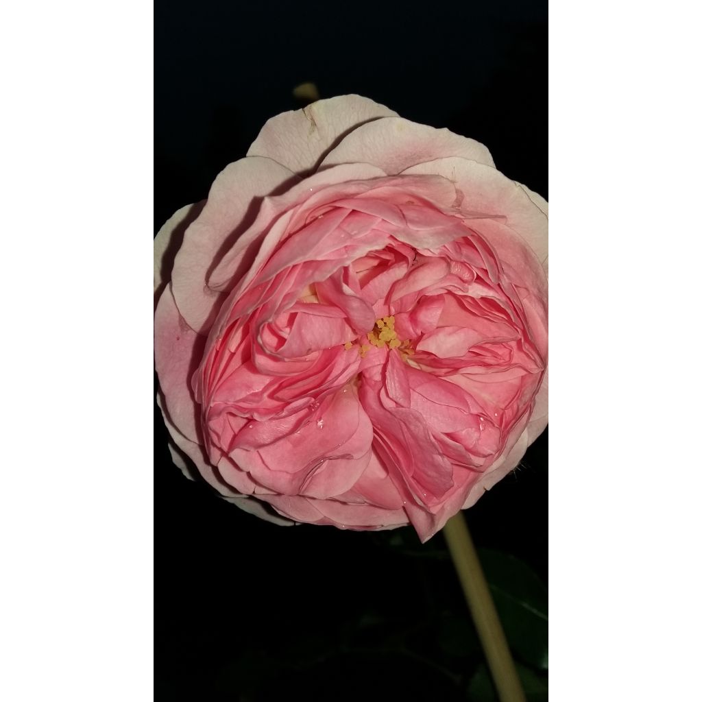 Rosa Urban Streetlight Larissa - groundcover rose