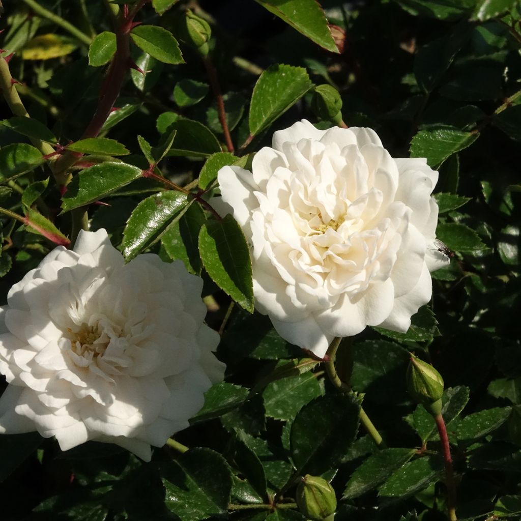 Rosa Sea Foam - Groundcover Rose