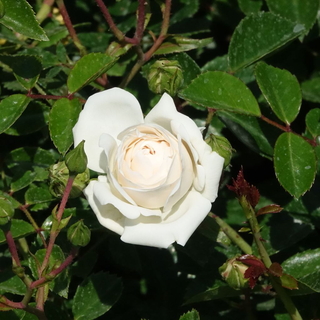 Rosa Sea Foam - Groundcover Rose