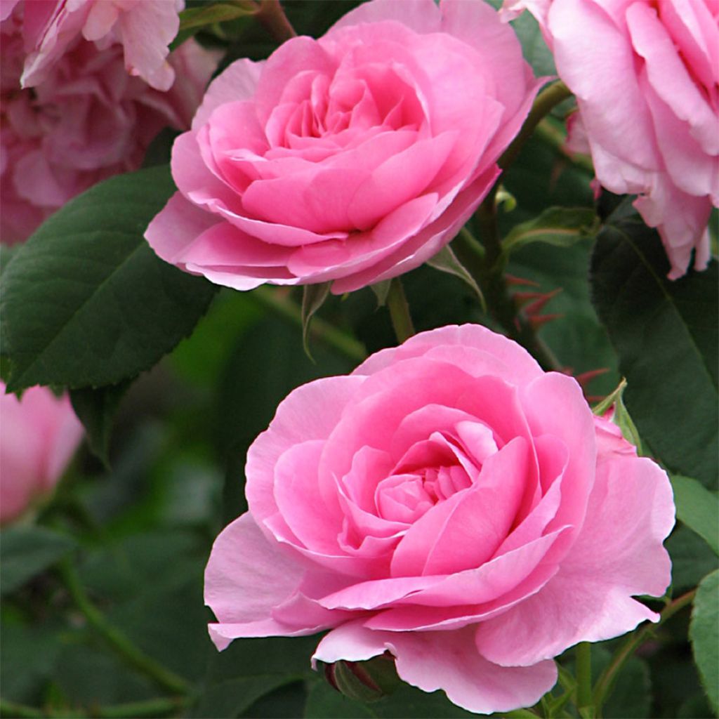 Rosa Gertrude Jekyll - English Rose