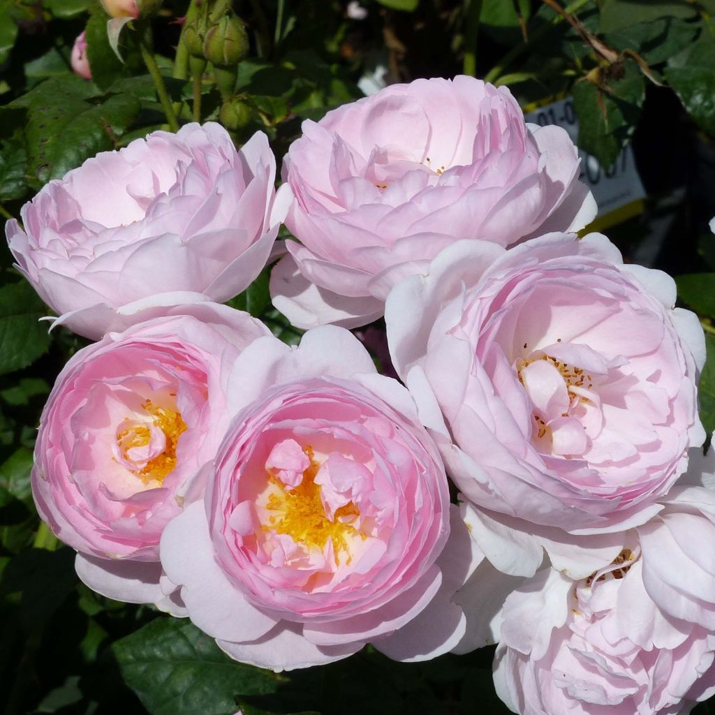 Rosa Heritage