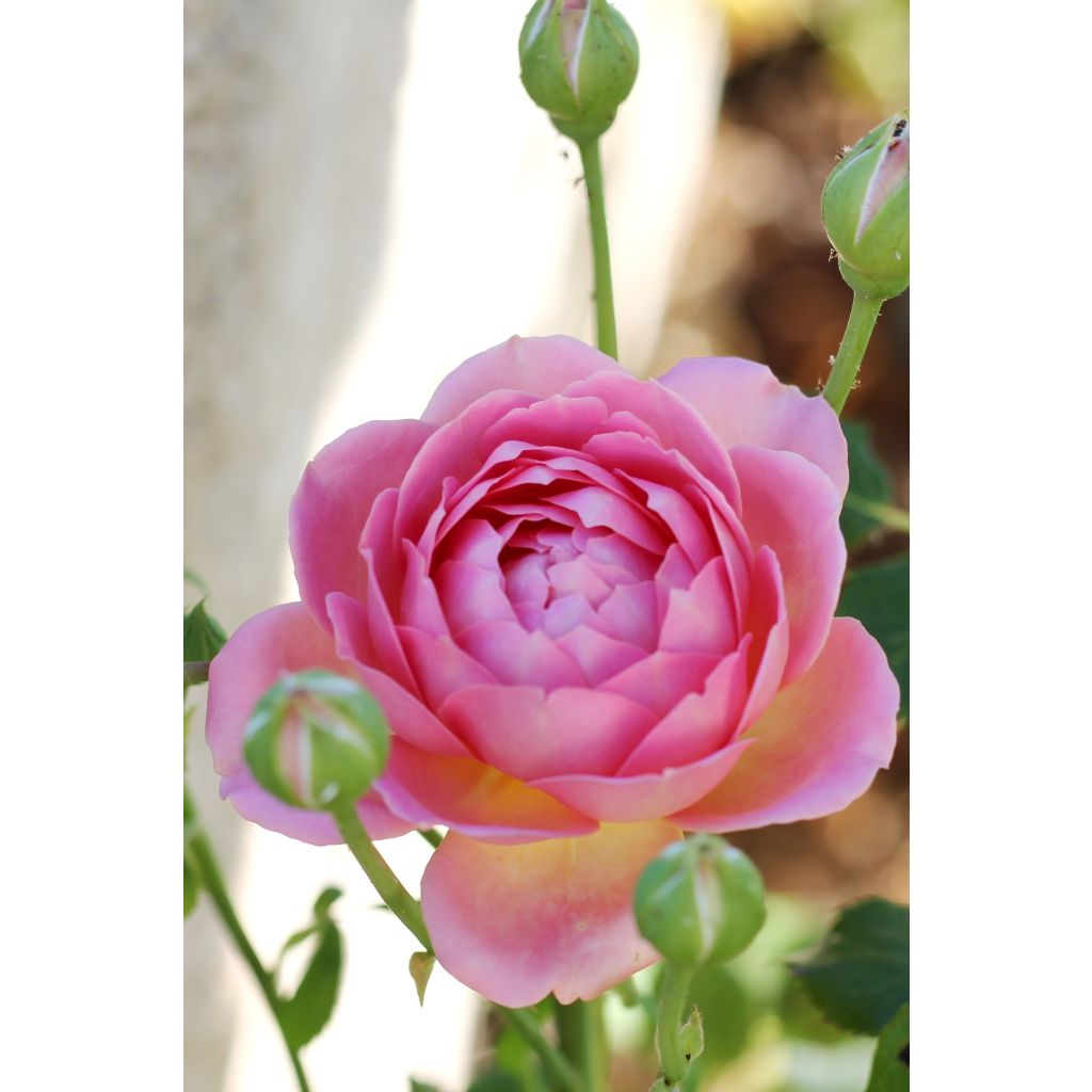 Rosa Jubilee Celebration Aushunter