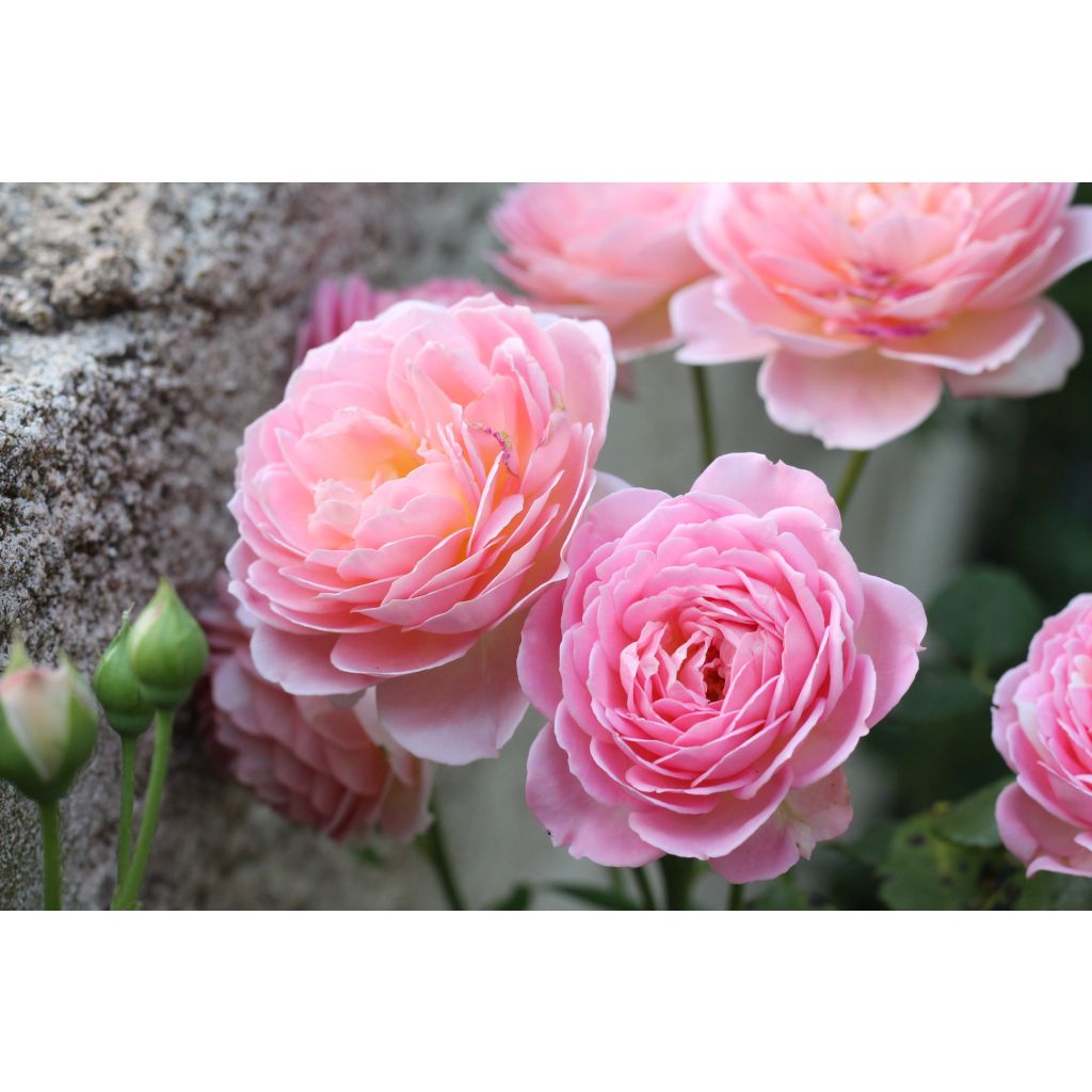 Rosa Jubilee Celebration Aushunter
