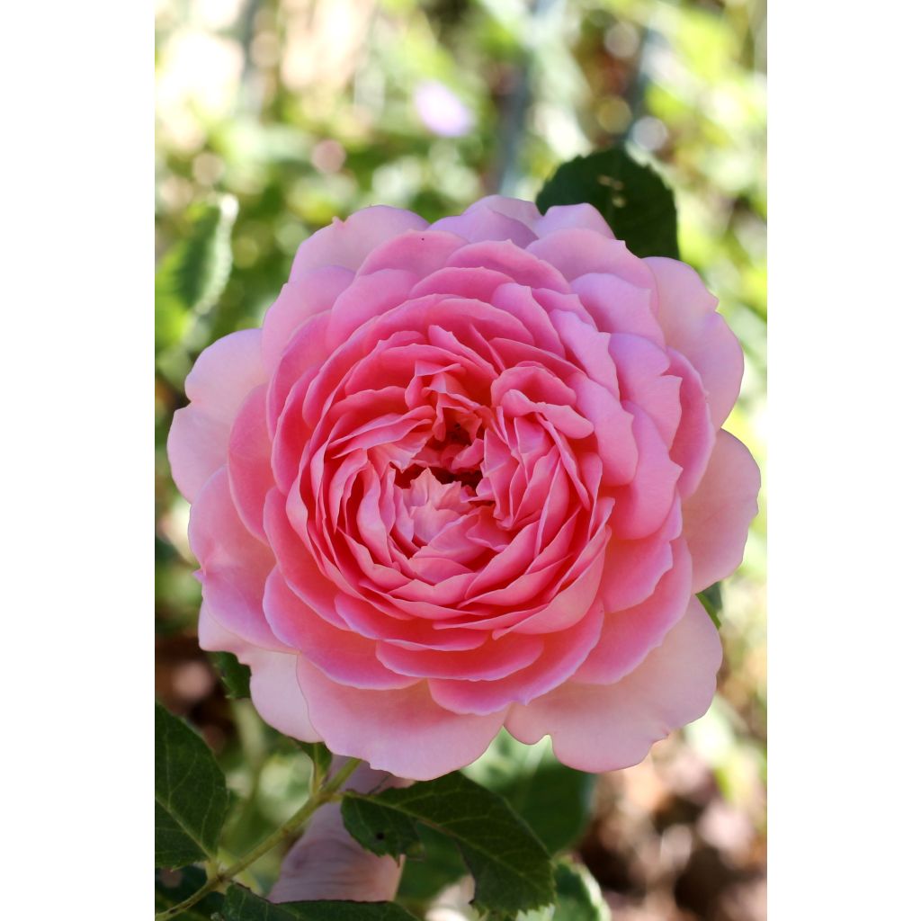 Rosa Jubilee Celebration Aushunter