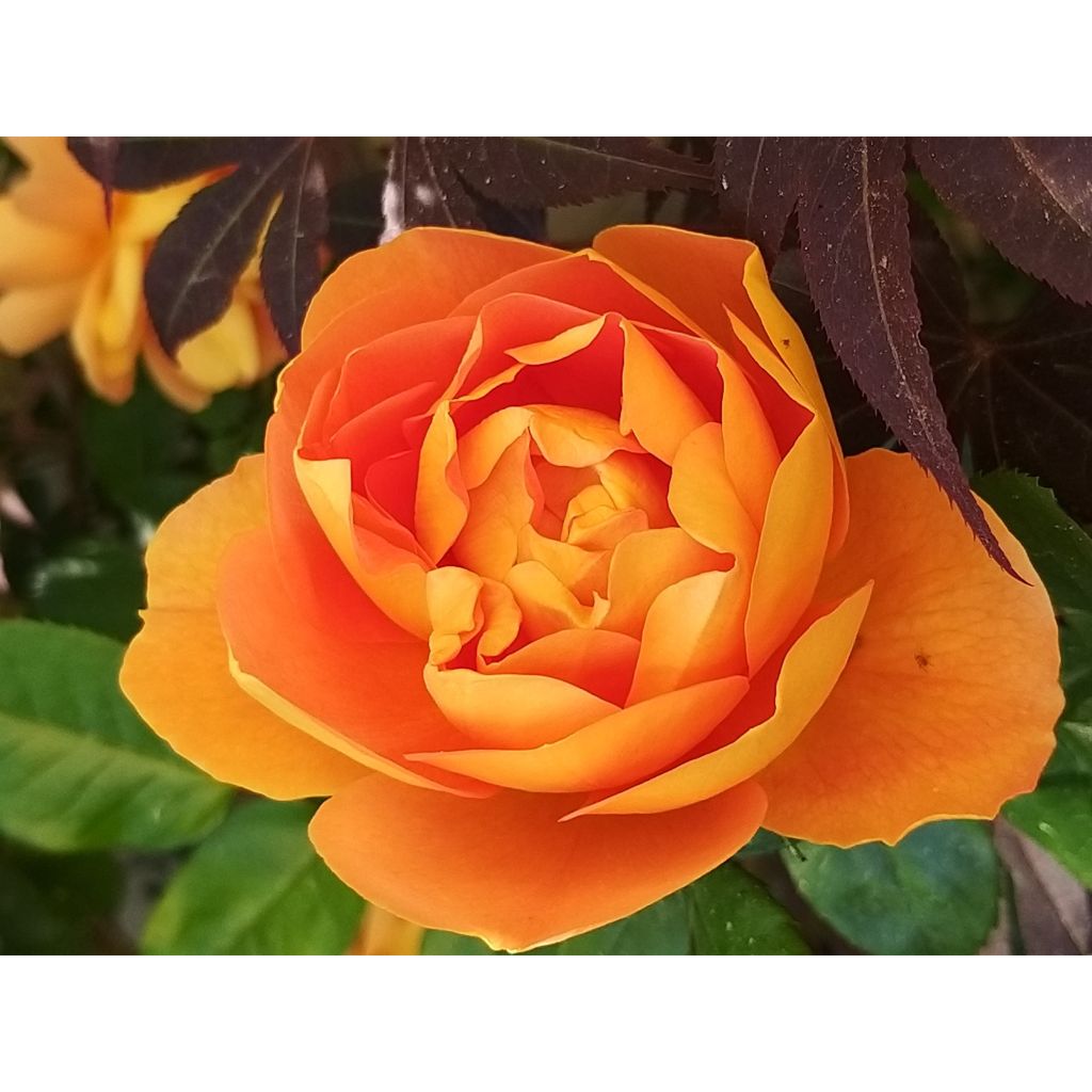 Rosa Pat Austin - English Shrub Rose
