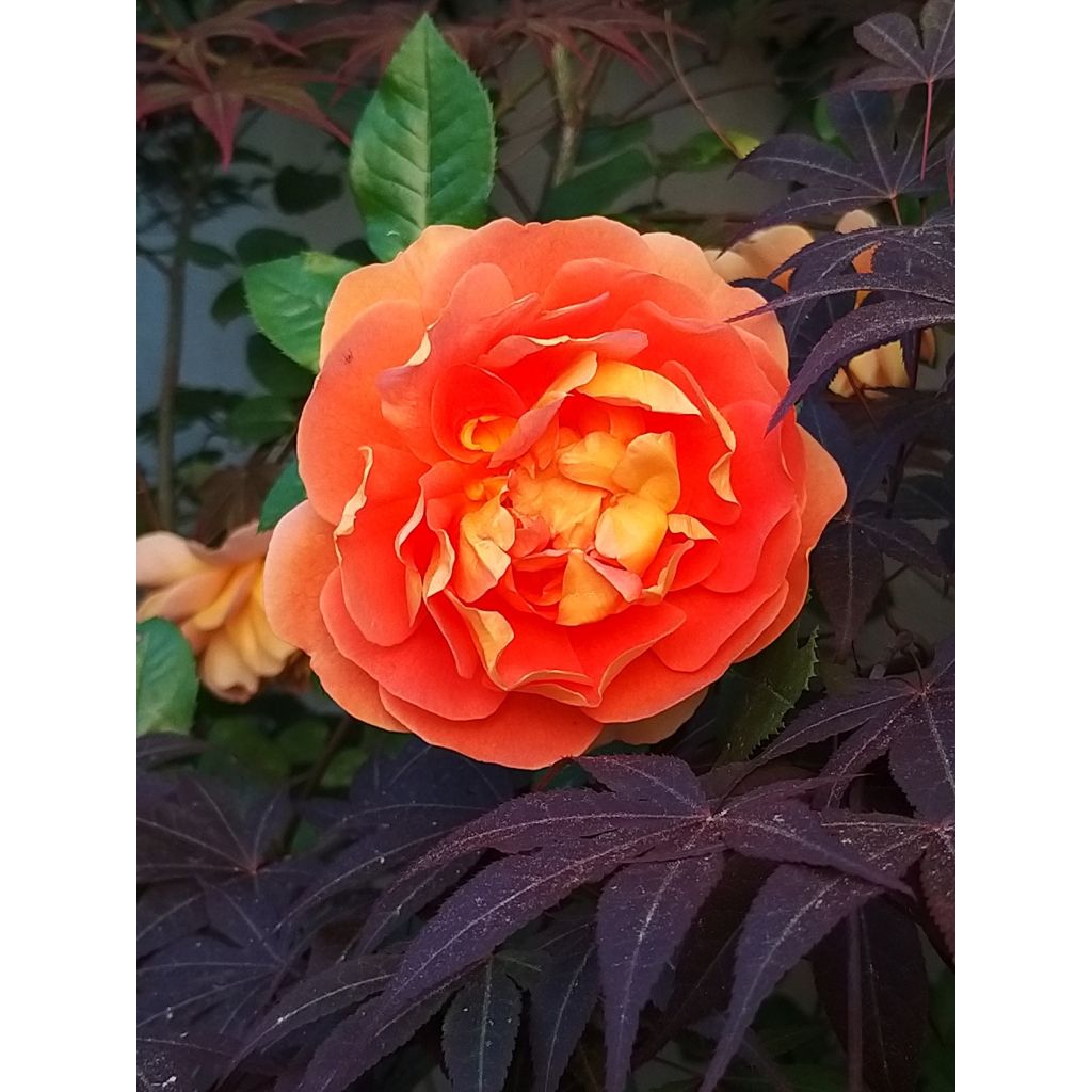 Rosa Pat Austin - English Shrub Rose