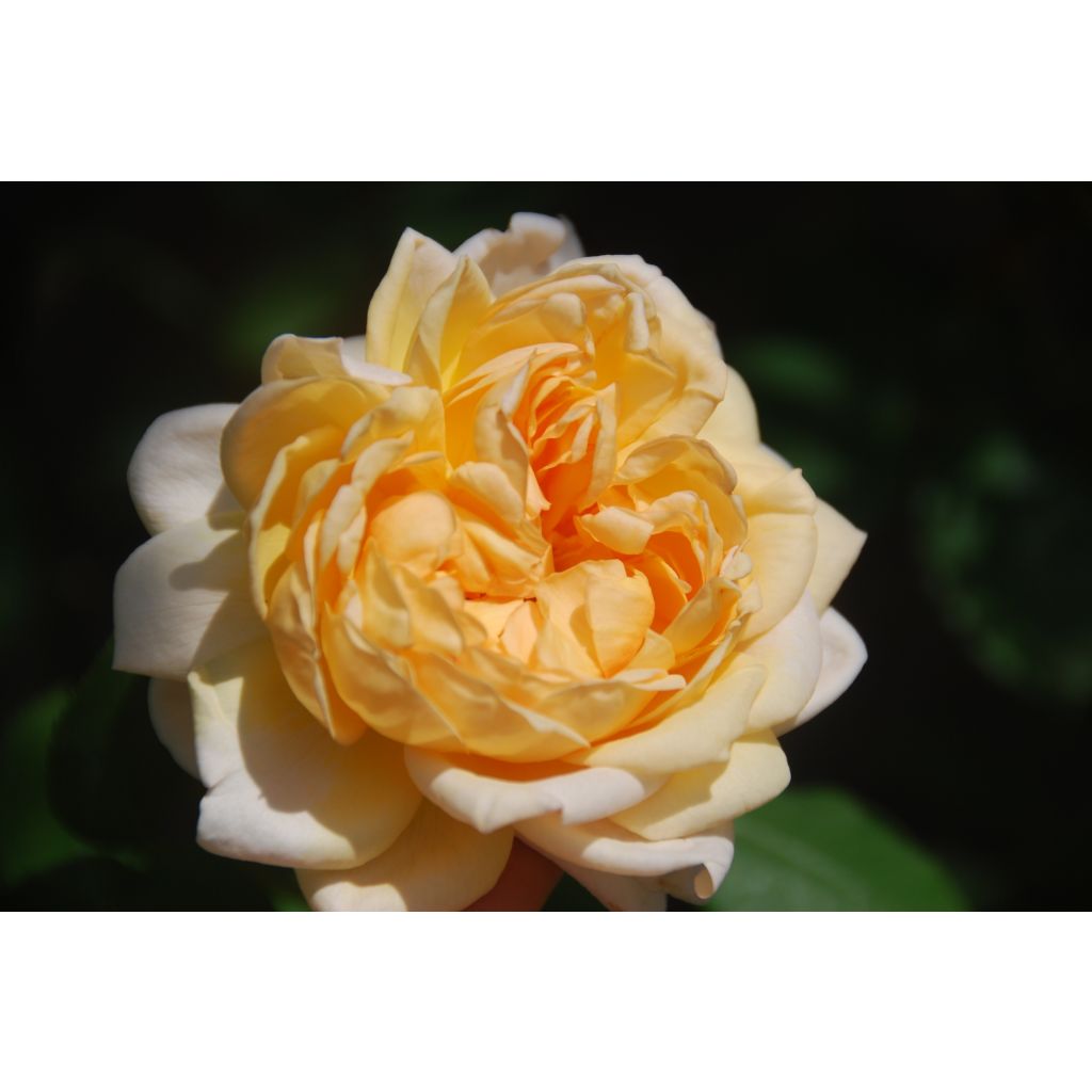 Rosa 'The Lady Gardener' - English Rose
