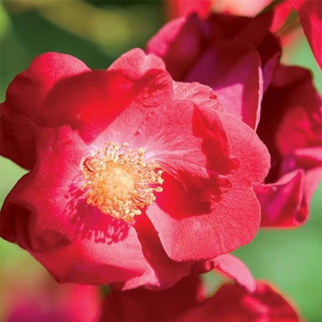 Rosa Vesuvia - groundcover shrub rose
