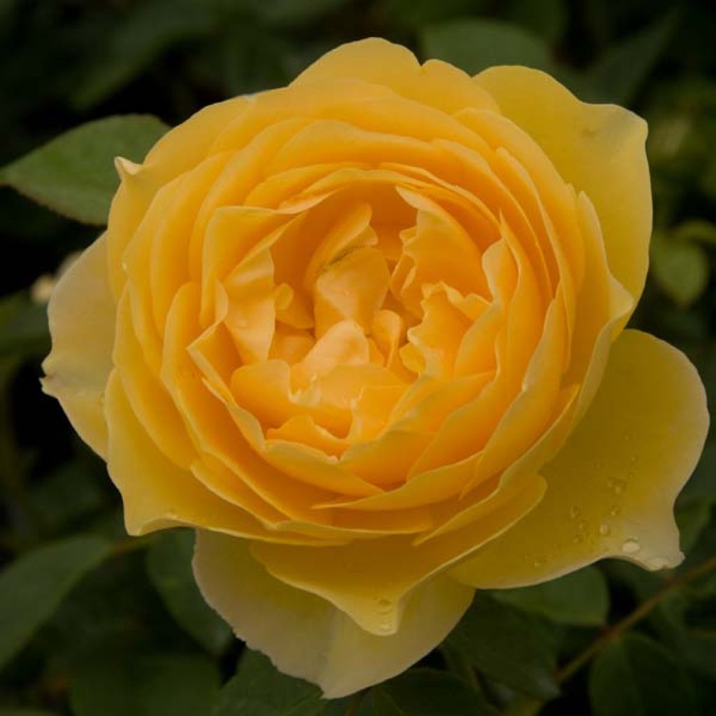 Rosa Graham Thomas - English Shrub Rose