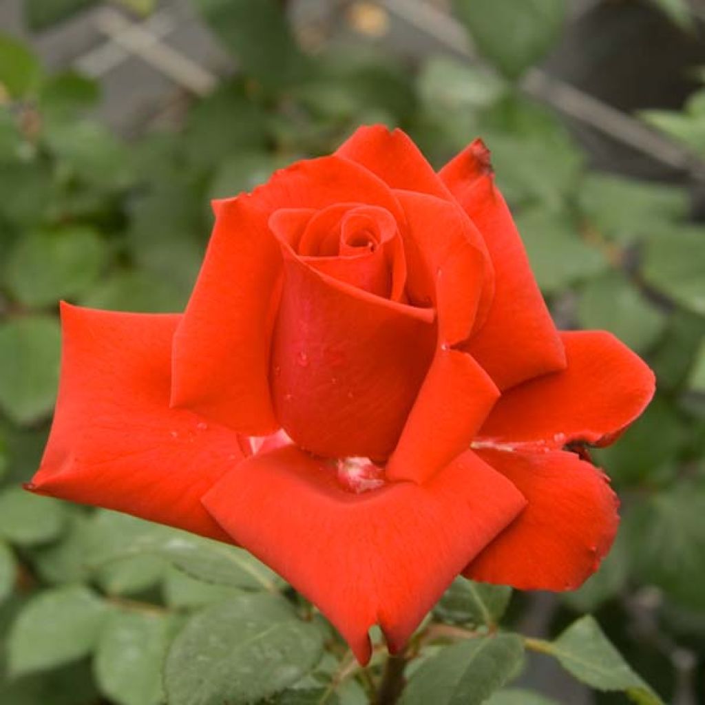 Rosa 'Grande Amore' - Hybrid Tea Rose