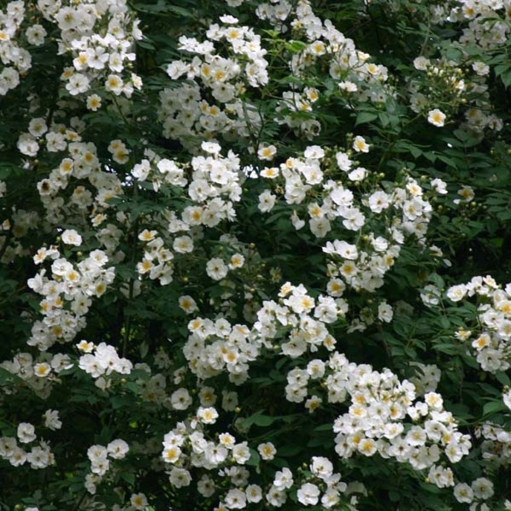 Rosa x multiflora Bobbie James - Multiflora Rambling Rose
