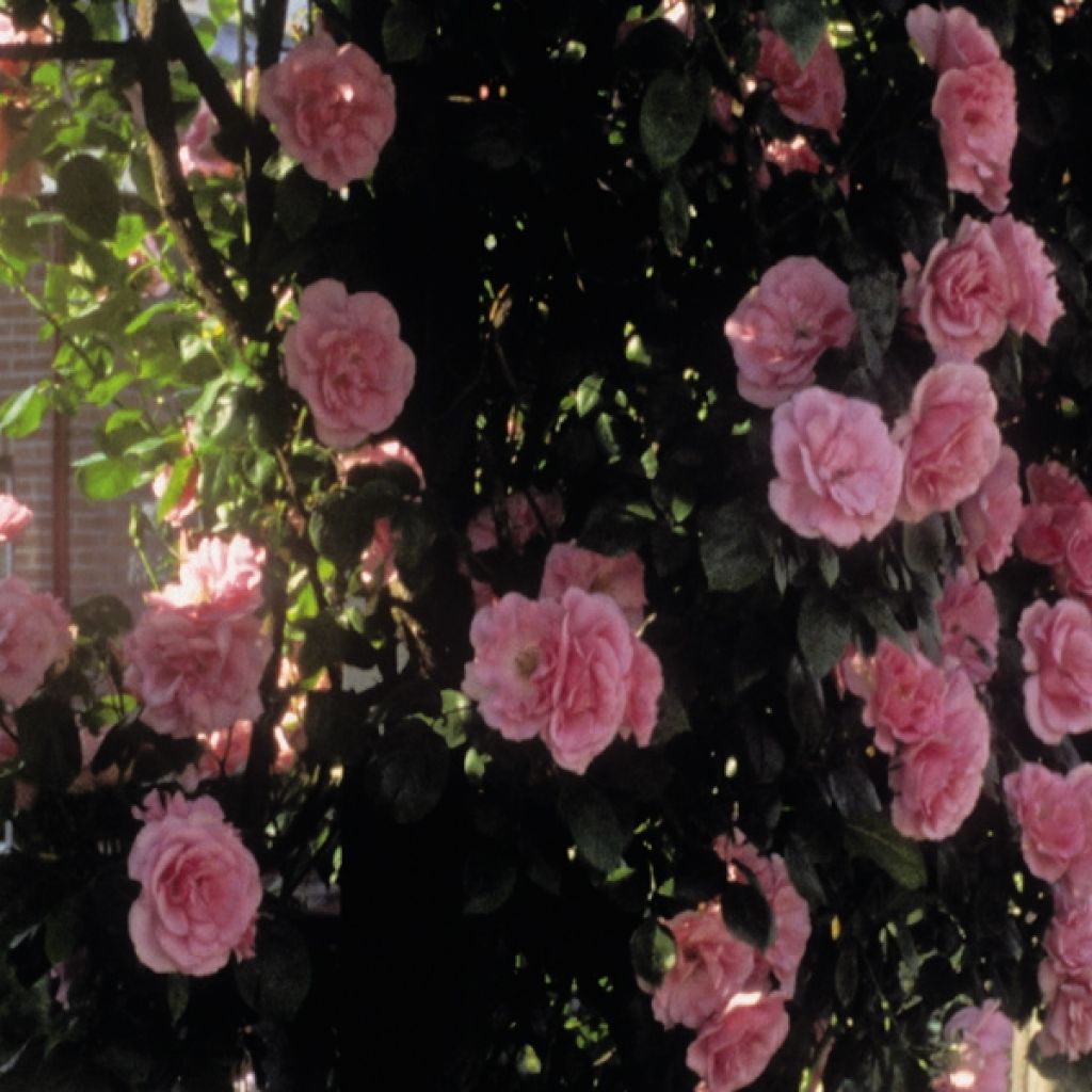 Rosa Coral Dawn