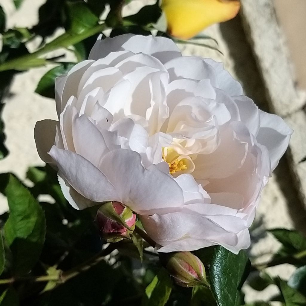 Rosa 'The Generous Gardener' - English Climbing Rose