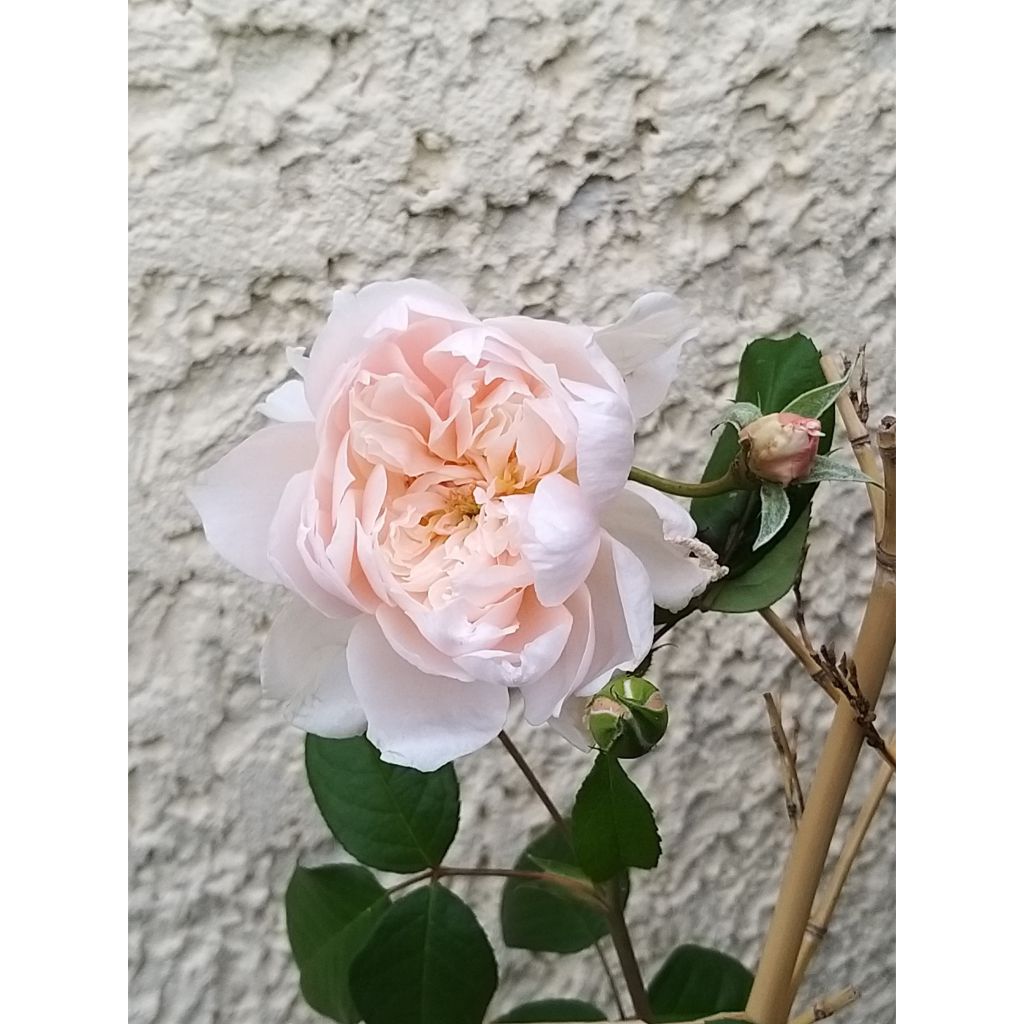 Rosa 'The Generous Gardener' - English Climbing Rose
