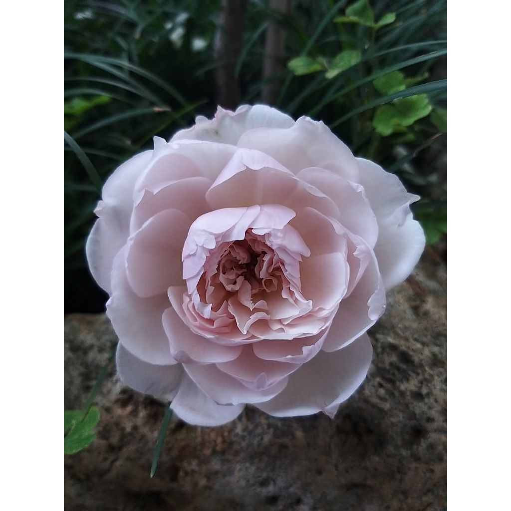 Rosa 'The Generous Gardener' - English Climbing Rose