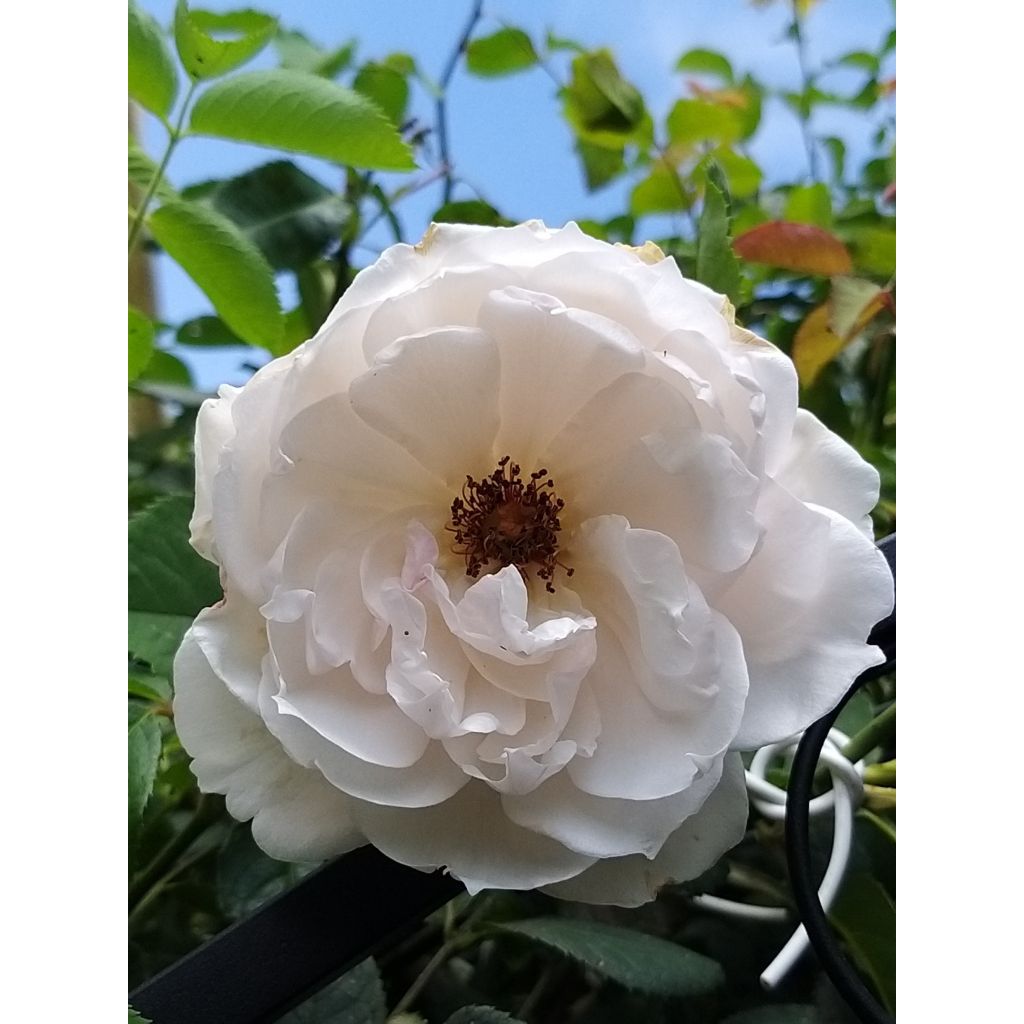 Rosa 'The Generous Gardener' - English Climbing Rose