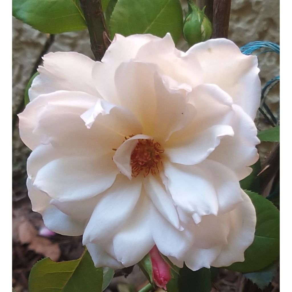 Rosa 'The Generous Gardener' - English Climbing Rose
