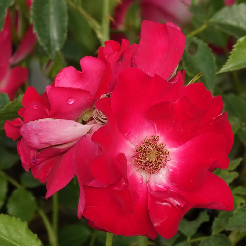 Rosa Dortmund