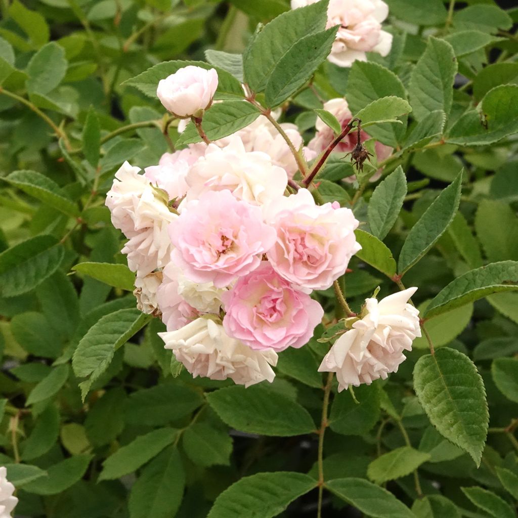 Rosa Frau Eva Schubert - Climbing Rose