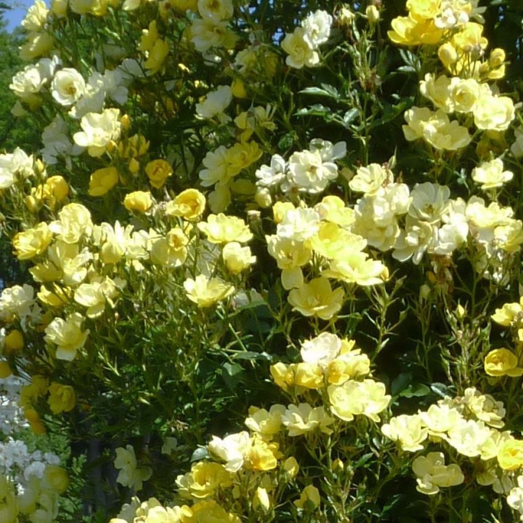 Rosa Golden Age - Climbing Rose
