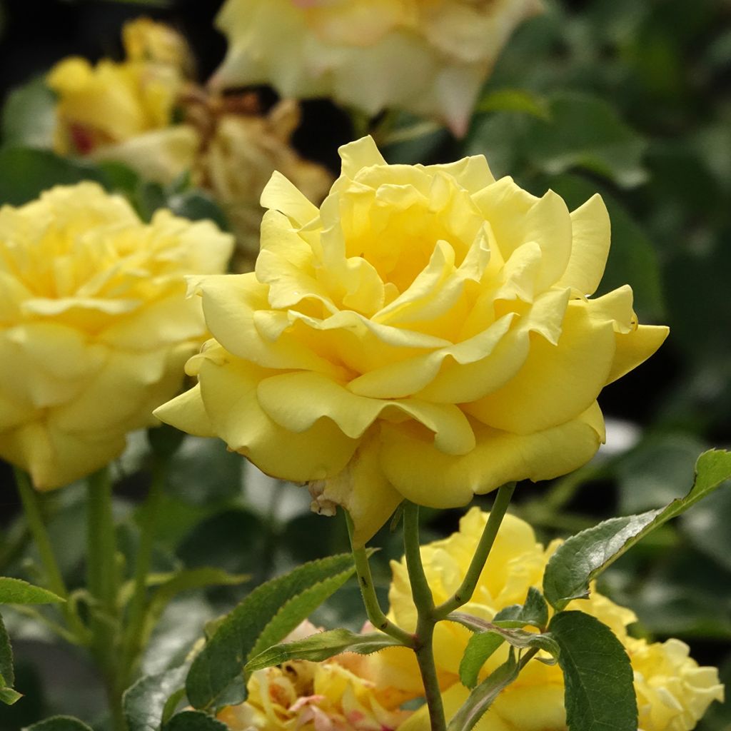 Rosa Goldfassade