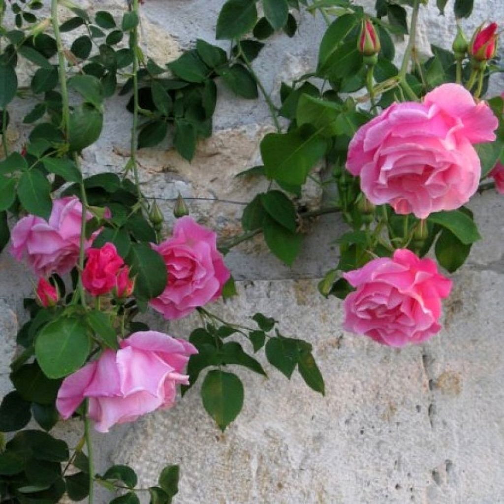 Rosa 'Mme Gregoire Staechelin' - Climbing Rose