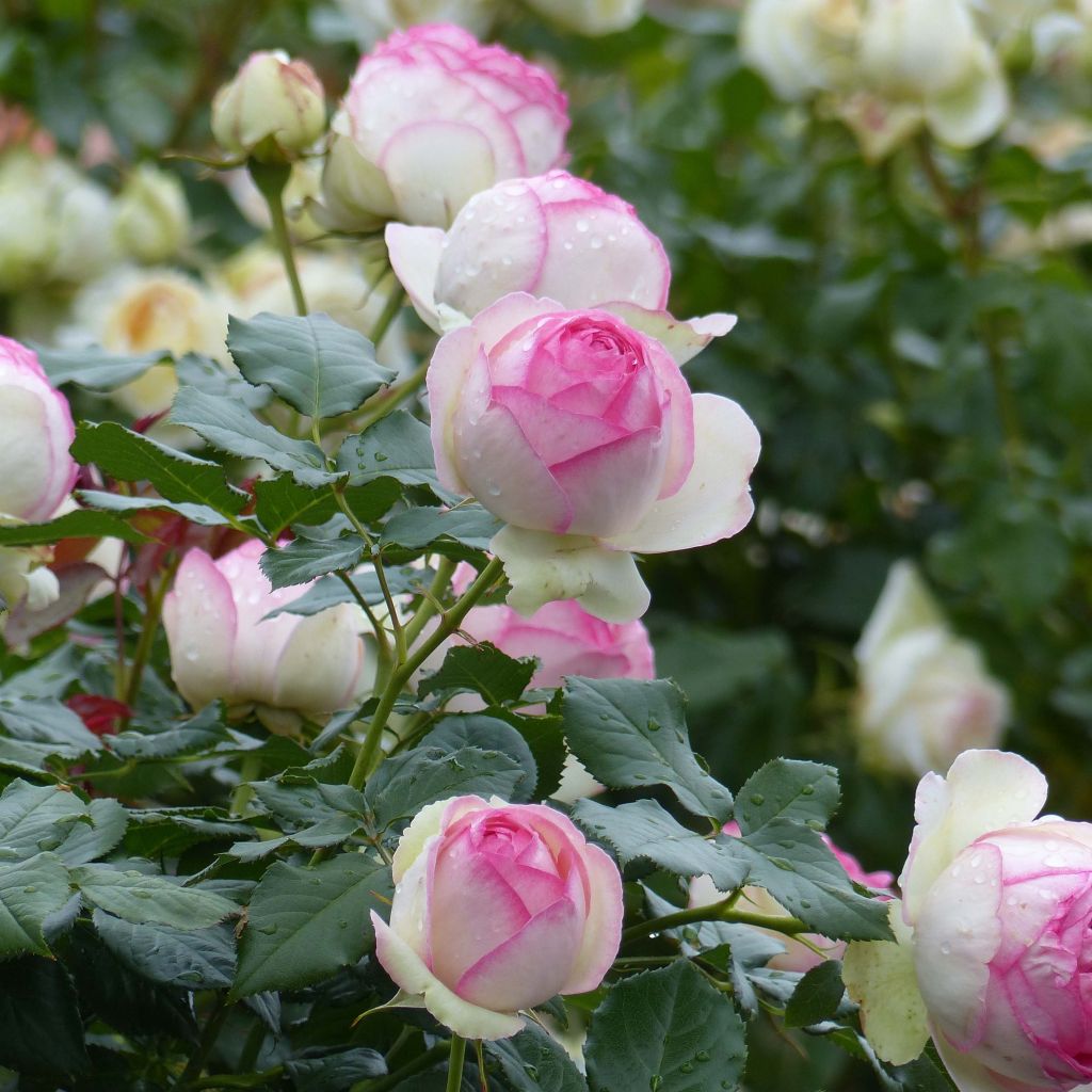 Rosa Pierre de Ronsard - Climbing Rose