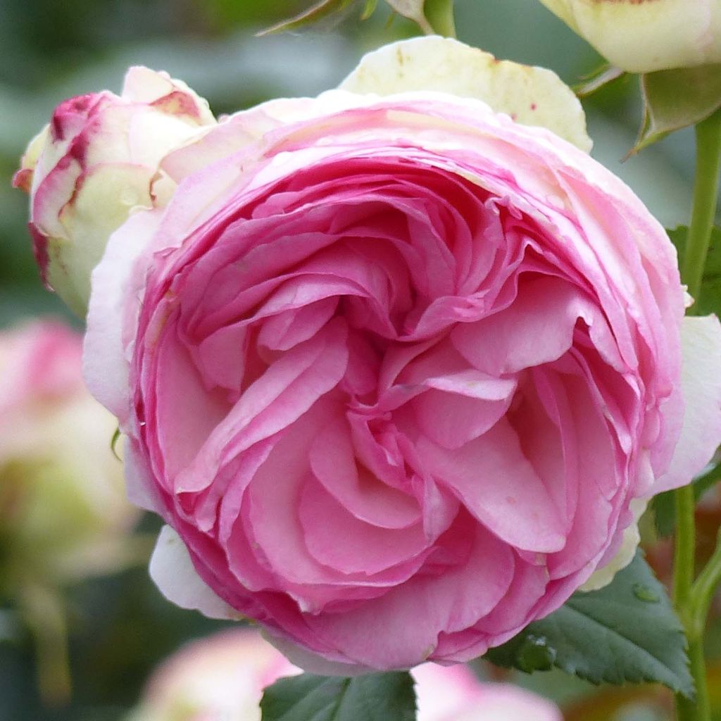 Rosa Pierre de Ronsard - Climbing Rose