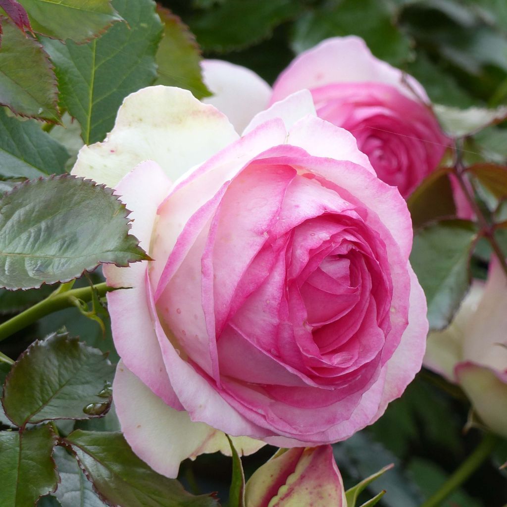 Rosa Pierre de Ronsard - Climbing Rose