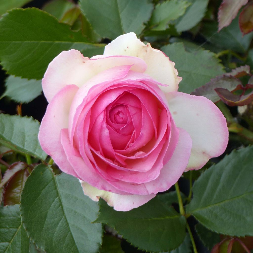 Rosa Pierre de Ronsard - Climbing Rose