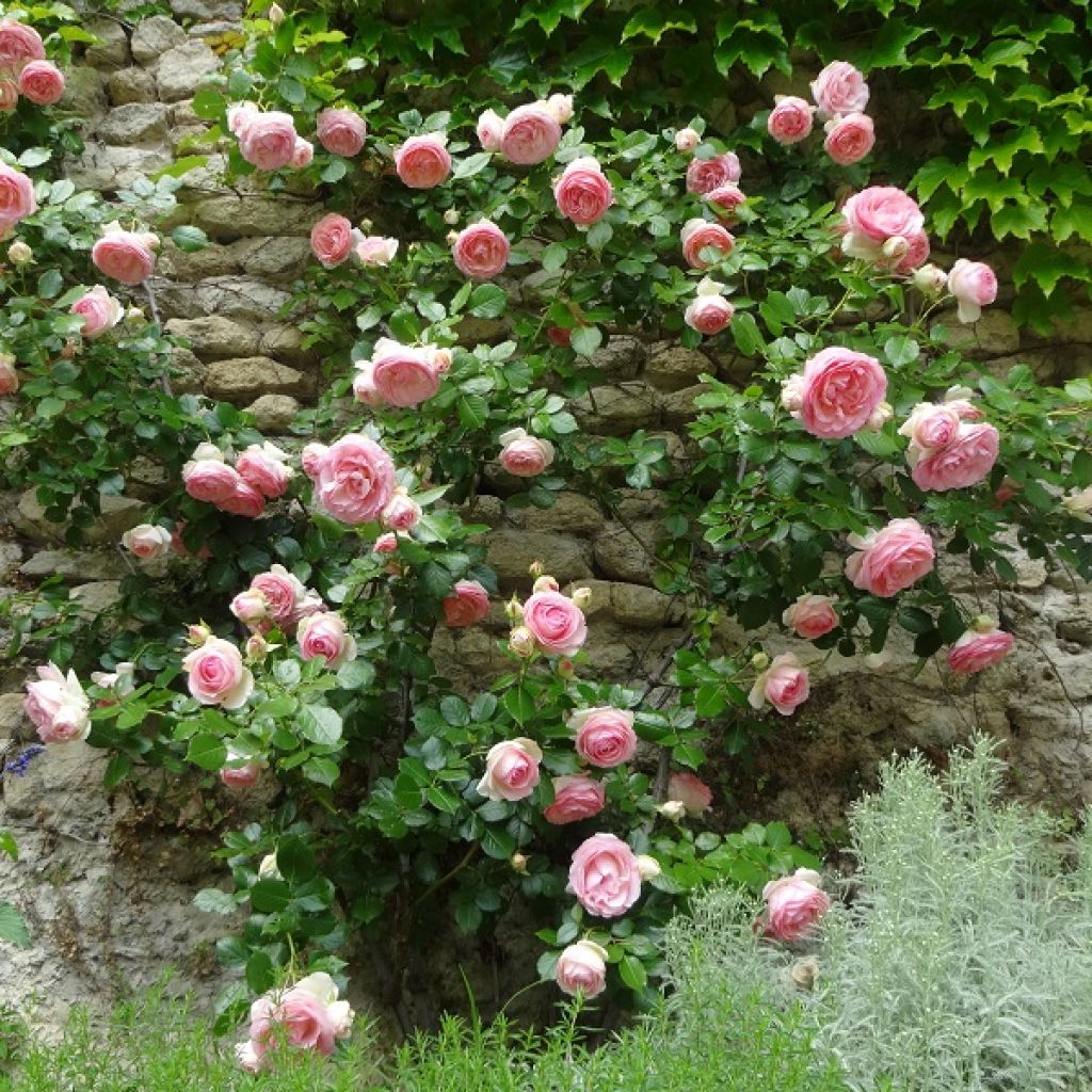Rosa Pierre de Ronsard - Climbing Rose