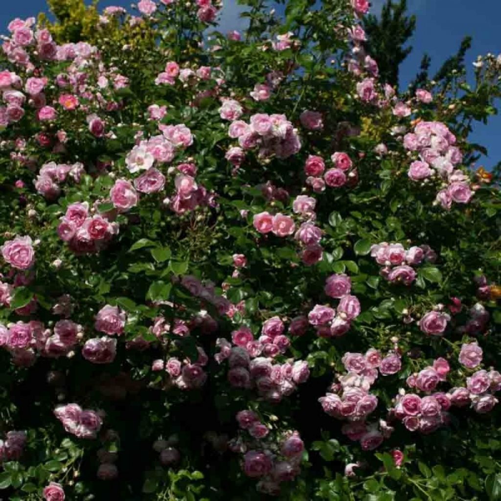 Rosa Jasmina